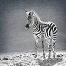 Newborn zebra (black and white) by Fotografie Jeronimo thumbnail