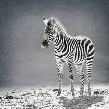 Neugeborenes Zebra (schwarz-weiß) von Fotografie Jeronimo