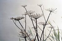 Berenklauw in de ochtendmist met spinnenweb met dauwdruppels