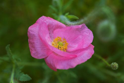 Pink poppy, flowers in the garden