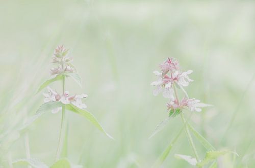 wilde orchideeën