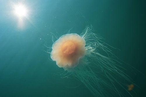 Een kwal in een ander universum