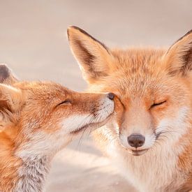 Fox Love by Roeselien Raimond