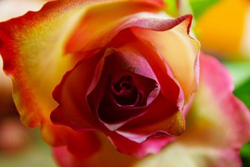 Roze roos van Marleen van Es
