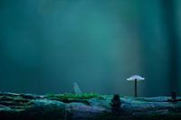 Blauflügeliger Pilz