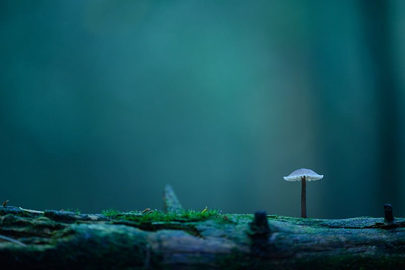 Blue Mushroom by LukeTigch