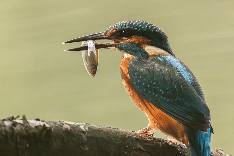 ijsvogel van Rando Kromkamp