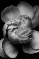 white flower