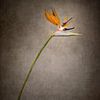 Graceful flower - Strelitzia | vintage style by Melanie Viola