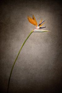 Grazile Blume - Die Strelitzie | Vintage-Stil