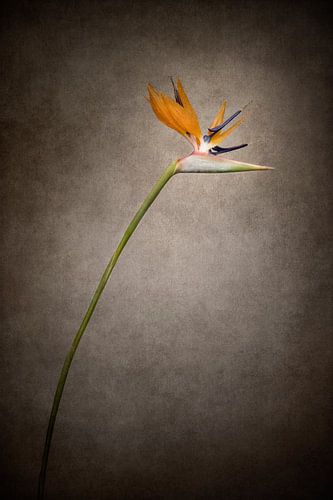 Graceful flower - Strelitzia | vintage style