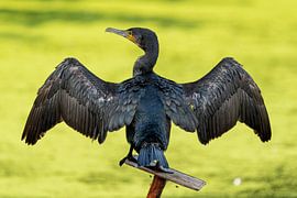 Kormoran steht zum Trocknen von Galerij van Gert-Jan van Veen