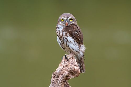 Dwerguil op de uitkijk