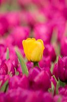 De eenzame gele tulp