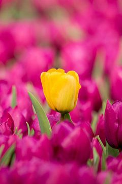 De eenzame gele tulp van Hans Buls Photography