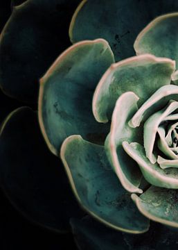 DARKSIDE OF SUCCULENTS IV-E by Pia Schneider