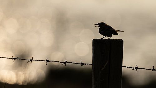 Vogel auf Stange mit Hintergrundbeleuchtung