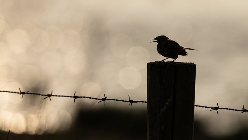Bird on pole with backlight by Linda Raaphorst