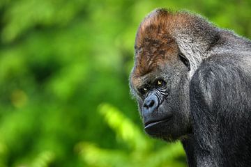 Porträt eines Gorillas - Alphamännchen von Chihong