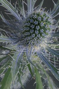 Distel: sanft, aber reizbar: mit malerischer Reflexion