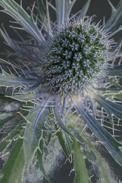 Thistle: soft but irritable: with picturesque reflection by Marjolijn van den Berg