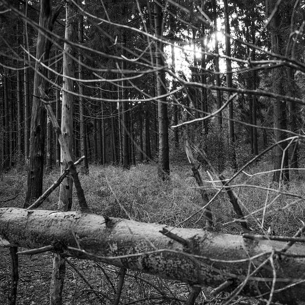 Oranjewoud, Netherlands, 2021 by Anna den Broeder