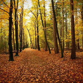 Pad door kleurig herfstbos  / Path through colorful autumn forest sur Cornelis Heijkant