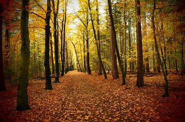 Pad door kleurig herfstbos  / Path through colorful autumn forest von Cornelis Heijkant