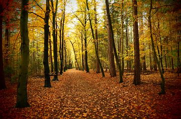 Pad door kleurig herfstbos  / Path through colorful autumn forest sur Cornelis Heijkant