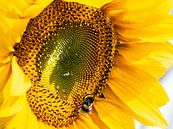 Bee - Hommel op bedauwde zonnebloem van Stijn Cleynhens thumbnail