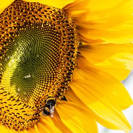 Bee - Hommel op bedauwde zonnebloem van Stijn Cleynhens