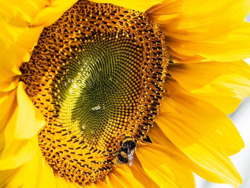 Hummel auf taufrischer Sonnenblume von Stijn Cleynhens