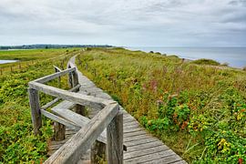 Chemin à travers les dunes