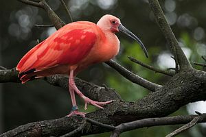 Roter Ibis : Tierpark Blijdorp von Loek Lobel