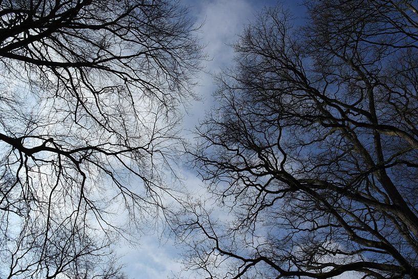 vista of trees by Lizette de Jonge