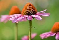 rose oranje in een groepje