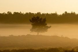Un pin solitaire dans un paysage brumeux au lever du soleil, dans des tons chauds
