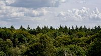 Uitzicht op Veluwse bossen