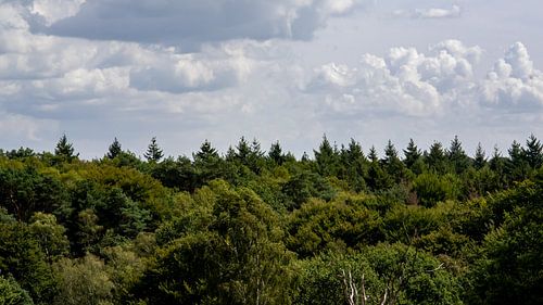 Blick auf die Veluwe-Wälder