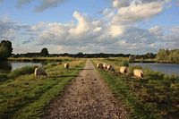 Summer path - country road with grazing sheep