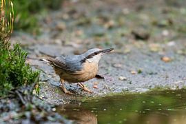 The nuthatch by Merijn Loch