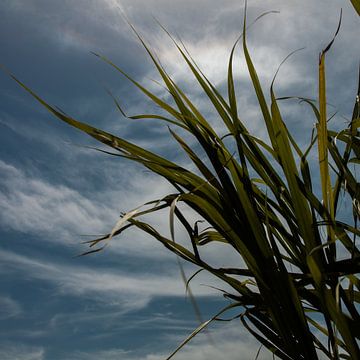 Cuba sugarcane von Arjan Benders