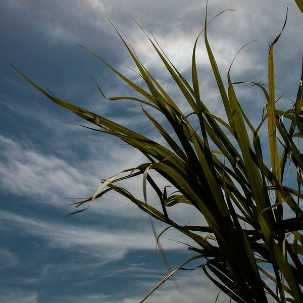 Cuba sugarcane by Arjan Benders