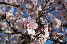Mandelblüte 4, pinke Blüten und Sonnenlicht von Adriana Mueller
