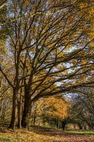 Herbst im Buytenpark