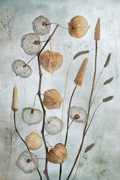 Lantaarns*, Mandy Disher van 1x