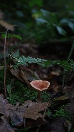 Herbst von Angela Seubring