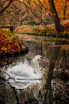 Zwaan en herfst by Edward Sarkisian