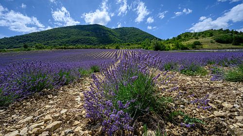 Lavendelveld in Drôme Provençale Frankrijk