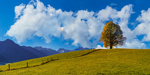 Lindenbaum